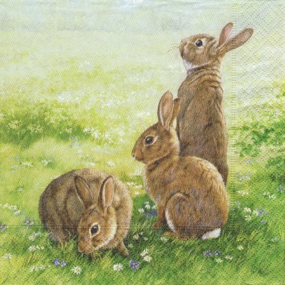 Sweet rabbits